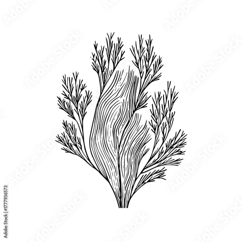 Elegant hand drawn seaweed illustration black and white botanical art nature plant marine life ocean design art 100