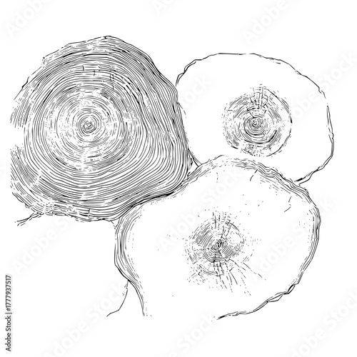 Tree rings wood texture growth rings cross section tree trunk drawing black and white nature illustration art