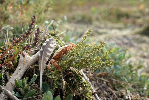 Coastal Habitat With Dead Crab, Feather and Driftwood