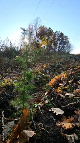 autumn in the forest