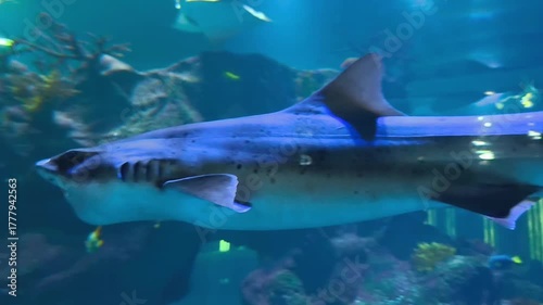 Wallpaper Mural A large shark gracefully swims in a massive aquarium, surrounded by clear blue water and illuminated by soft, ambient light. The scene captures the power and elegance of marine life  Torontodigital.ca