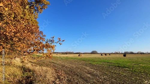 autumn landscape with trees