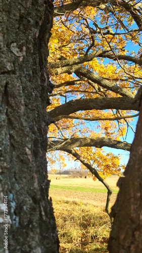 sunset in the forest
