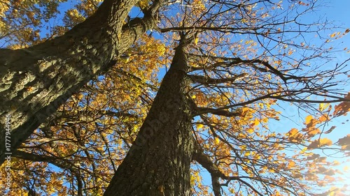 tree and sky