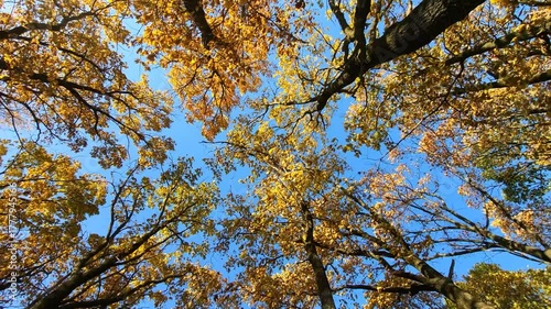 autumn leaves against blue sky