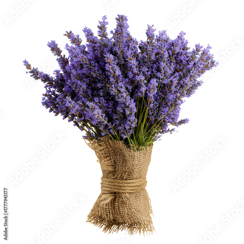 Freshly Picked Lavender Bouquet Wrapped in Burlap Sitting on a Clean Background