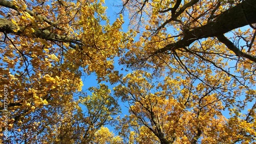 autumn leaves against blue sky