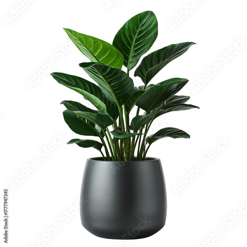 Indoor Plant in a Modern Pot Adds Life to a Bright Living Space