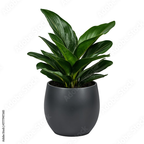 Indoor Plant in a Modern Pot Adds Life to a Bright Living Space