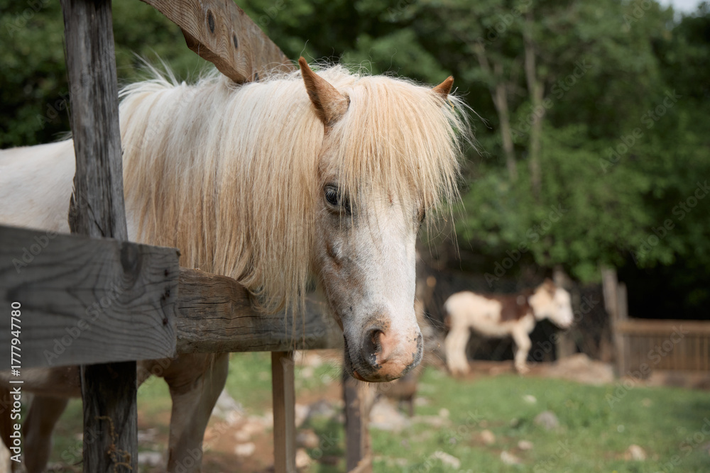 Obraz premium A light-colored pony stands behind a wooden fence. It glances forward while resting near the paddock.