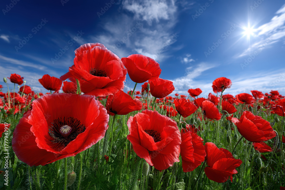 Naklejka premium Vibrant poppy field under a bright blue sky with fluffy clouds during midday