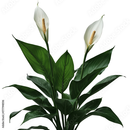 Beautiful Peace Lily Plant With White Blooms and Green Leaves in Indoor Setting
