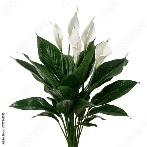 Beautiful Peace Lily Plant With White Blooms and Green Leaves in Indoor Setting