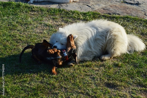 two dogs are playing in the meadow