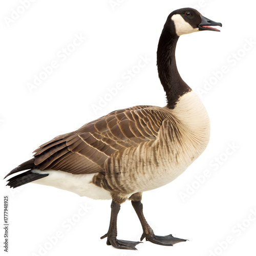 A Canada Goose duck isolated on a transparent background