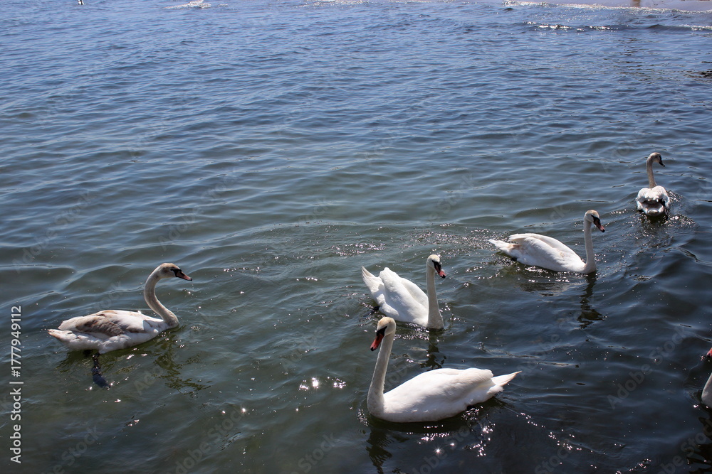 Fototapeta premium Group of swans swimming on sunny sea water surface