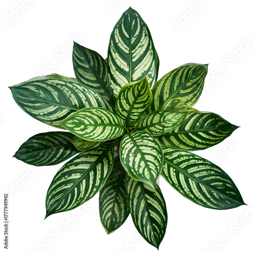 Beautiful Green Leaves of a Plant With Unique Patterns in a Well-Lit Setting