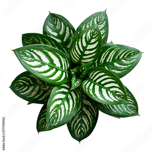 Beautiful Green Leaves of a Plant With Unique Patterns in a Well-Lit Setting