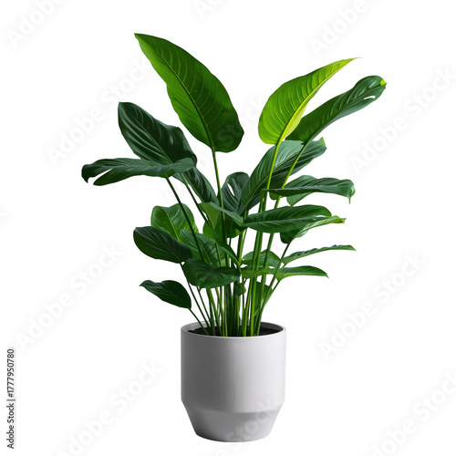 Indoor Plant With Vibrant Green Leaves in a Modern White Pot Placed on a Plai...