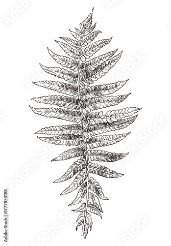 Detailed hand drawn illustration of fern leaf isolated on white