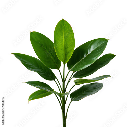 Indoor Plant With Glossy Green Leaves Displayed Against a White Background