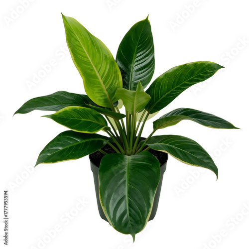 Beautiful Green Plant With Large Leaves in a Black Pot Placed on a Clean Whit...