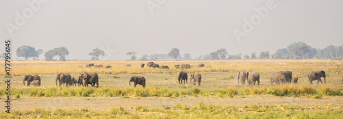 herd of elephants on the grassland in chobe national park, botsuana