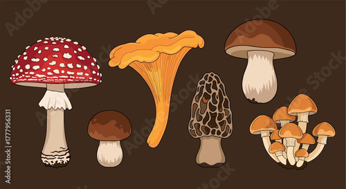 Wild mushrooms collection vibrant fungi variety on dark background