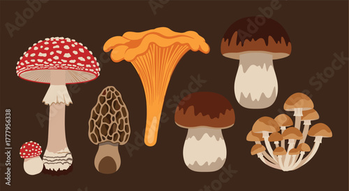 Collection of edible and wild mushrooms on dark background