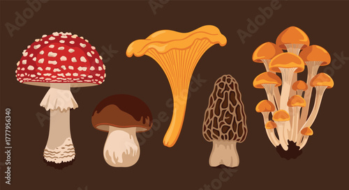 Colorful mushroom collection on dark background