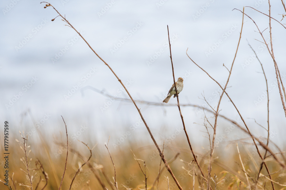 Obraz premium Bran-coloured Flycatcher (Myiophobus fasciatus) perched on a branch in a grassland in Buenos Aires, Argentina.