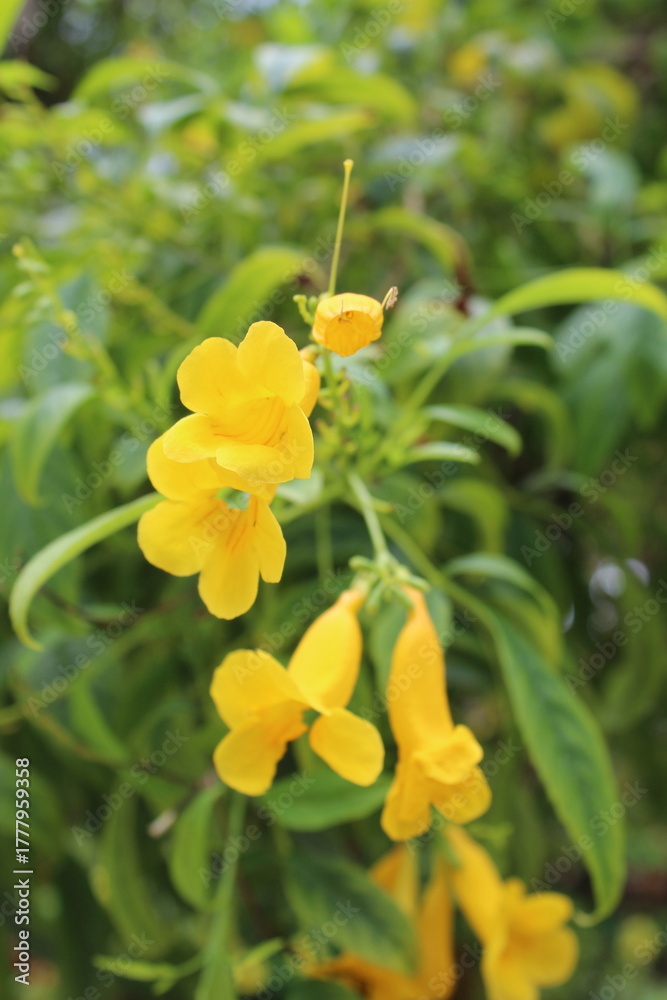 Obraz premium photography of the essence of spring with flowers and leaves