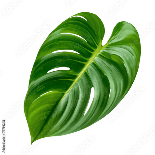 Vibrant Green Monstera Leaf Showcasing Its Unique Shape and Texture Under Bri...