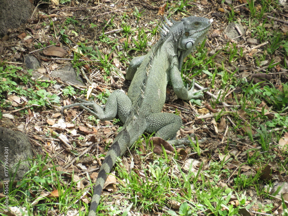 Obraz premium Iguana on the Ground