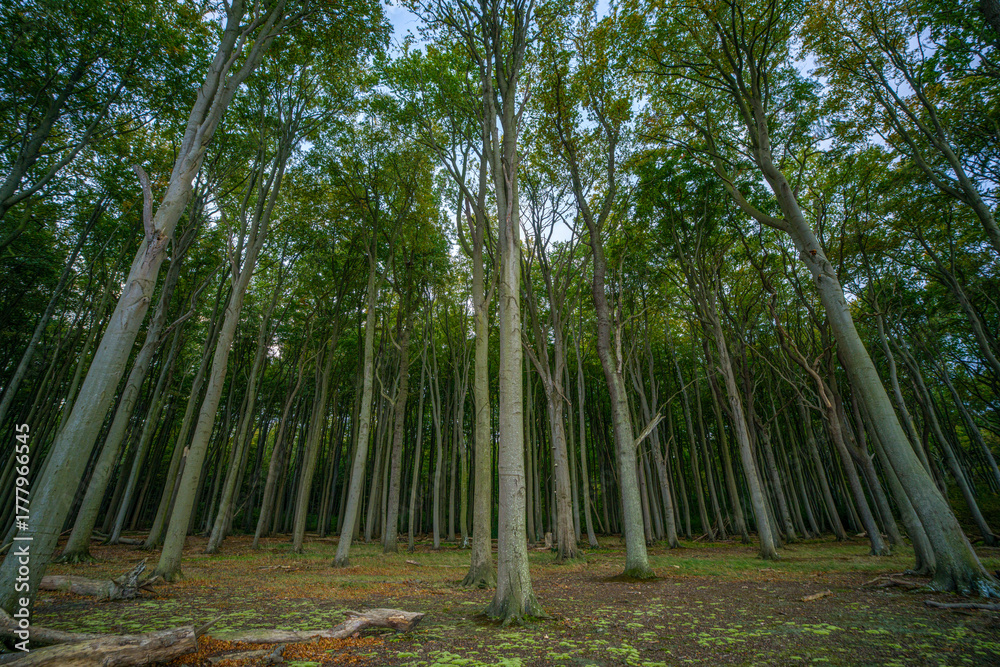 Naklejka premium Gespensterwald Nienhagen - Ostseestrand