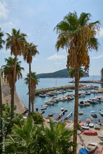 Palm trees overlooking Dubrovnik harbor and Lokrum island