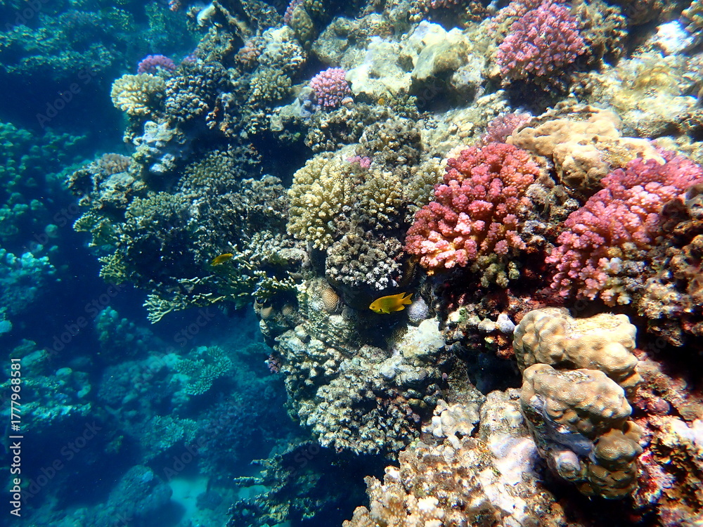 Fototapeta premium Wide shot of coral and reef inhabitants