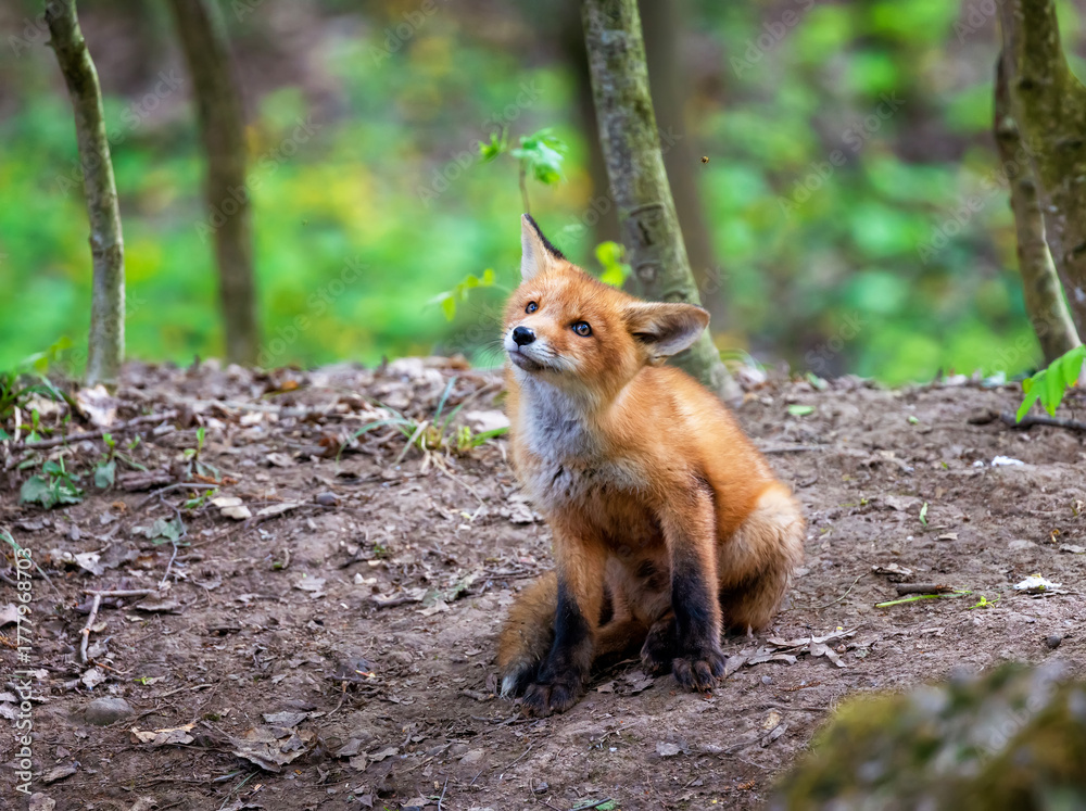 Obraz premium A cute red fox cub sits in the woods on a spring day and looks at a flying wasp.