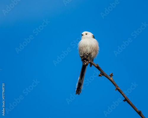 Fluffy white long-tailed tit sitting on a branch in the park against the blue...
