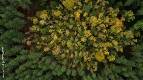 Top down aerial drone view flying into tree top canopy seasonal changes autumnal fall leave colouration color deciduous woodland forest, Nottingham, United Kingdom 