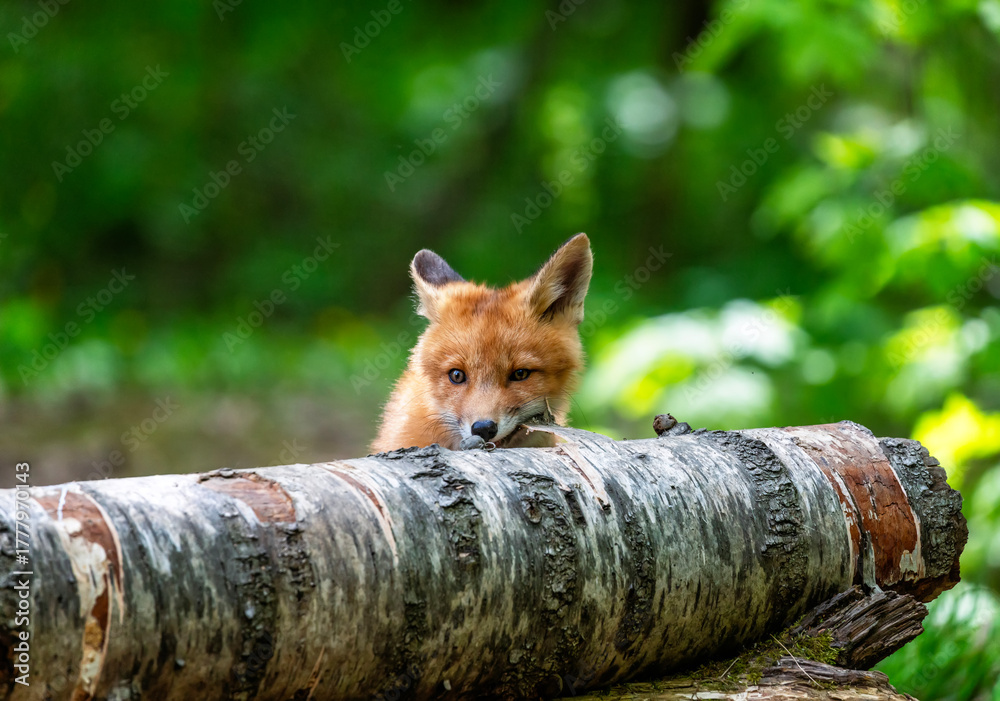 Obraz premium A cute red fox cub sits in the forest on a spring day and gnaws on a birch tree