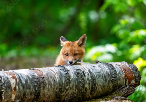 A cute red fox cub sits in the forest on a spring day and gnaws on a birch tree