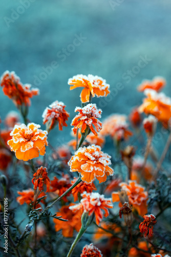 Autumn landscape with orange marigold flowers covered with cold clear crystal...