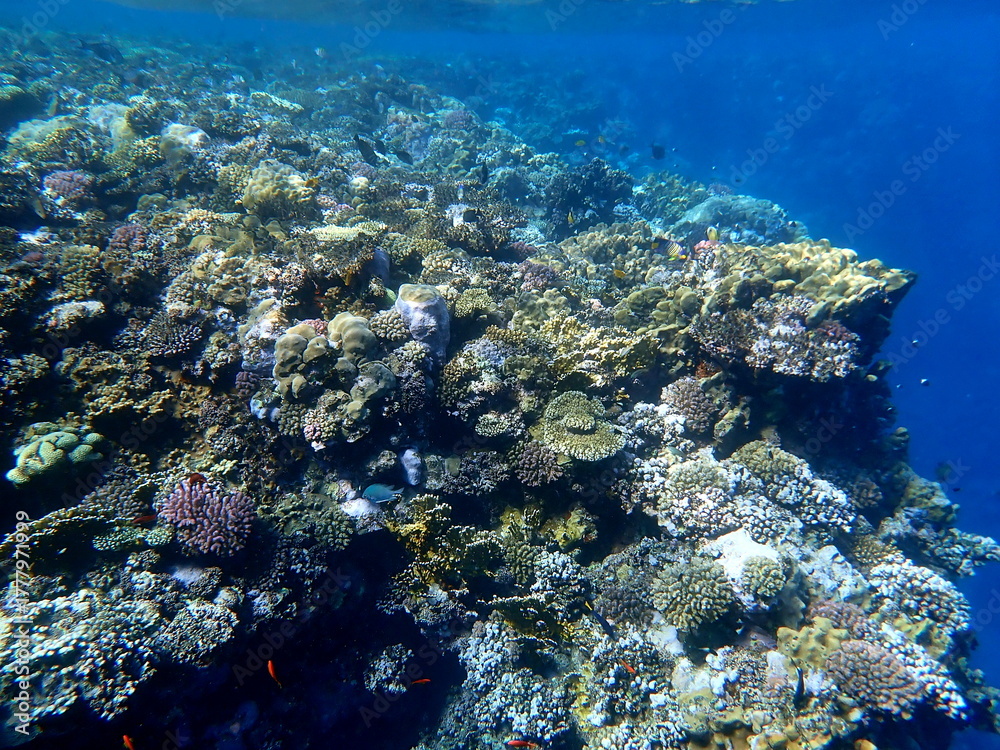 Fototapeta premium Wide shot of coral and reef inhabitants