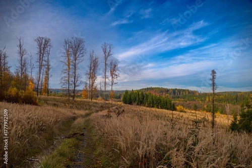 autumn nature in the european forest