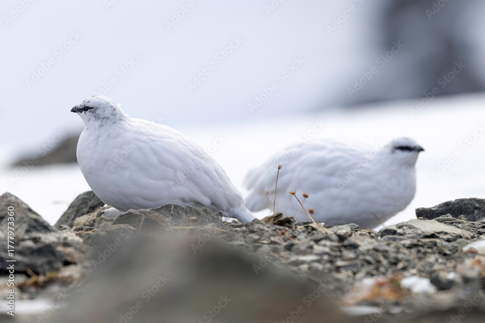 Fototapeta premium Rock ptarmigan pair resting on snowy alpine rocks