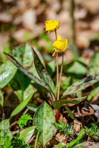Trout lily flower in the city park 