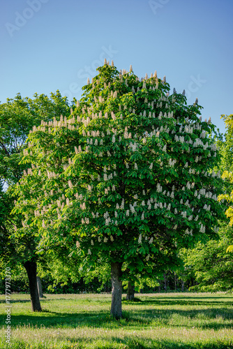 Horse Chestnut tree flowers in springtime