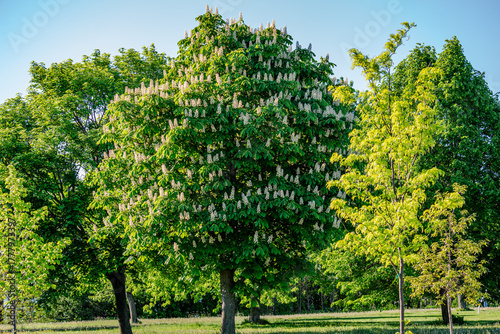 Horse Chestnut tree flowers in springtime