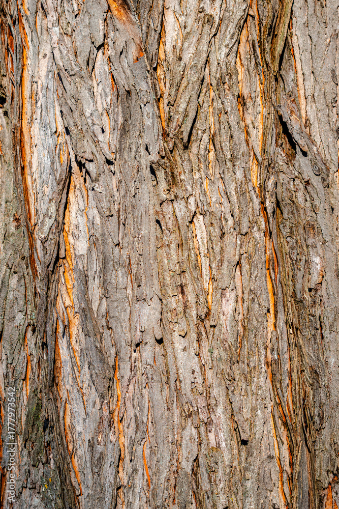 Obraz premium Tree Bark texture, close-up photo 